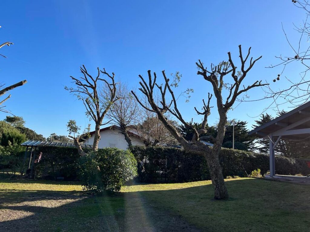 ETCHEVERRY PAYSAGE élagueur Capbreton