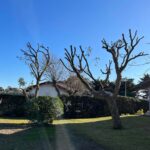 ETCHEVERRY PAYSAGE élagueur Capbreton