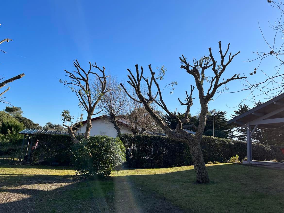 ETCHEVERRY PAYSAGE élagueur Capbreton