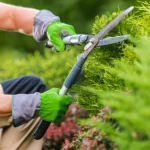 Entretien de jardin Férel JARDIN D’AMBIANCE